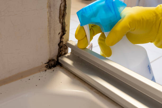 Professional Mold Removal in Sullivan, IL