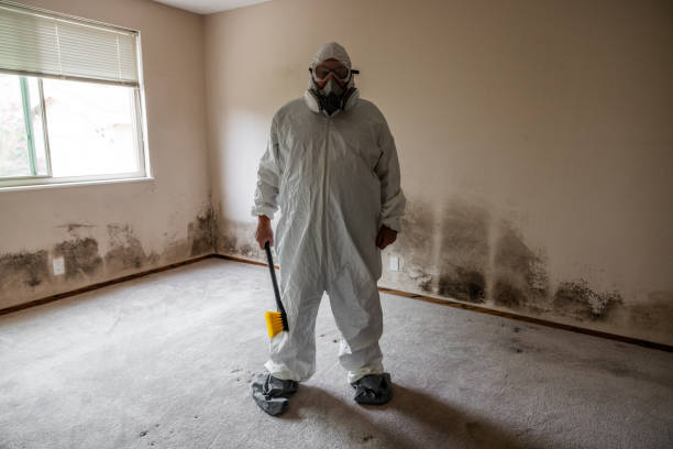 Best Mold Remediation  in Sullivan, IL